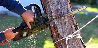 Trusted Heritage Lake, IN Tree Care Experts