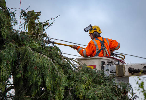 Best Tree Maintenance Programs  in Heritage Lake, IN