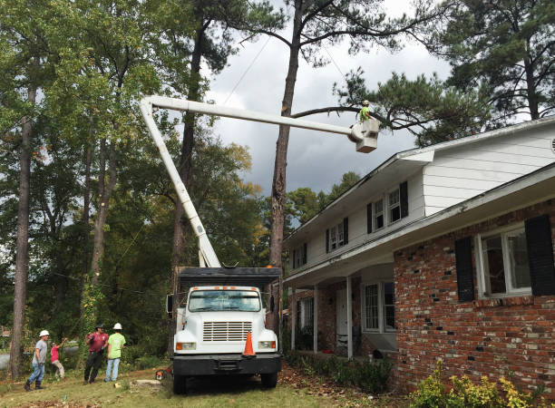 Best Palm Tree Trimming  in Heritage Lake, IN