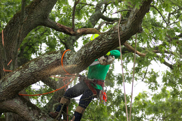 Best Tree and Shrub Care  in Heritage Lake, IN