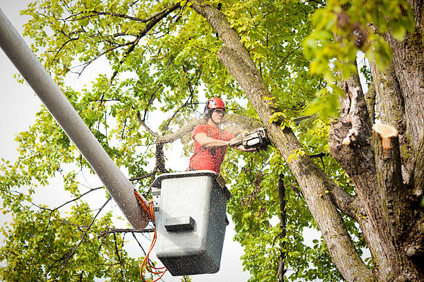 Best Root Management and Removal  in Heritage Lake, IN