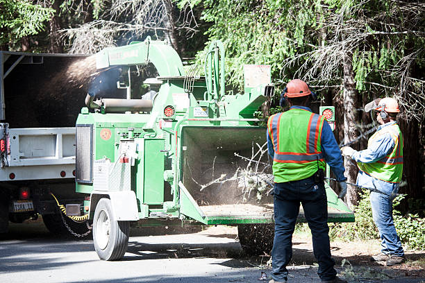 Best Tree Trimming and Pruning  in Heritage Lake, IN