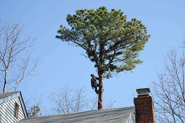 Best Storm Damage Tree Cleanup  in Heritage Lake, IN
