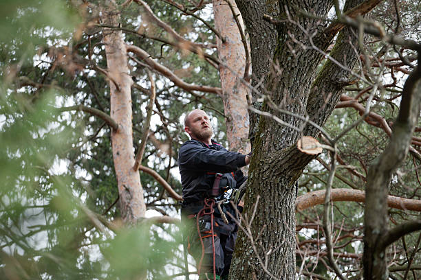 Best Tree Health Inspection  in Heritage Lake, IN