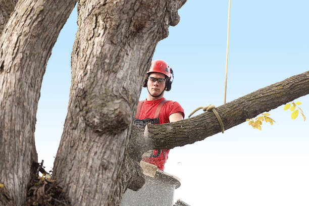 Best Tree Preservation Services  in Heritage Lake, IN